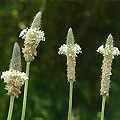 a great all-round blood purifier and tonic which, like its sibling broad-leafed plantain, is unsurpassed for dealing with menopause, lung problems and bed-wetting as well as skin, bladder and kidney disorders